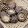 Seta de shiitake secada china a granel al por mayor